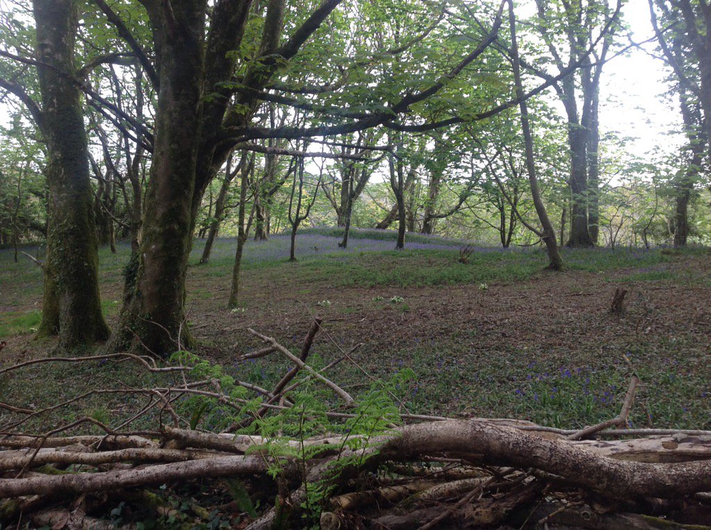 allender_farm's tweet photo. The Bluebells are in full bloom when walking through the woods to #Lee #woolacombe #selfcatering #DogFriendly https://t.co/dVUVMrH1OE