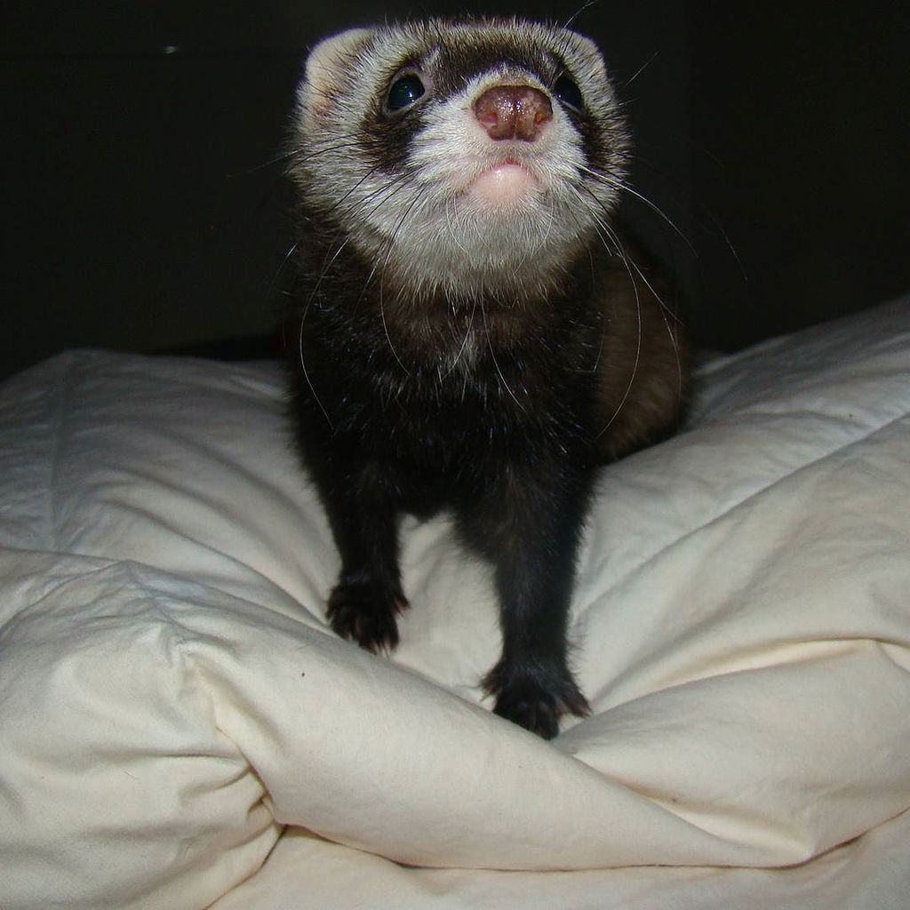 CladiaCardena's tweet photo. The air smells like.... FRIDAY!!!!!! Good day people from the world!
#ferrets #ferret #ferretsofinstagram #instafer… https://t.co/YIKS09ZNSG