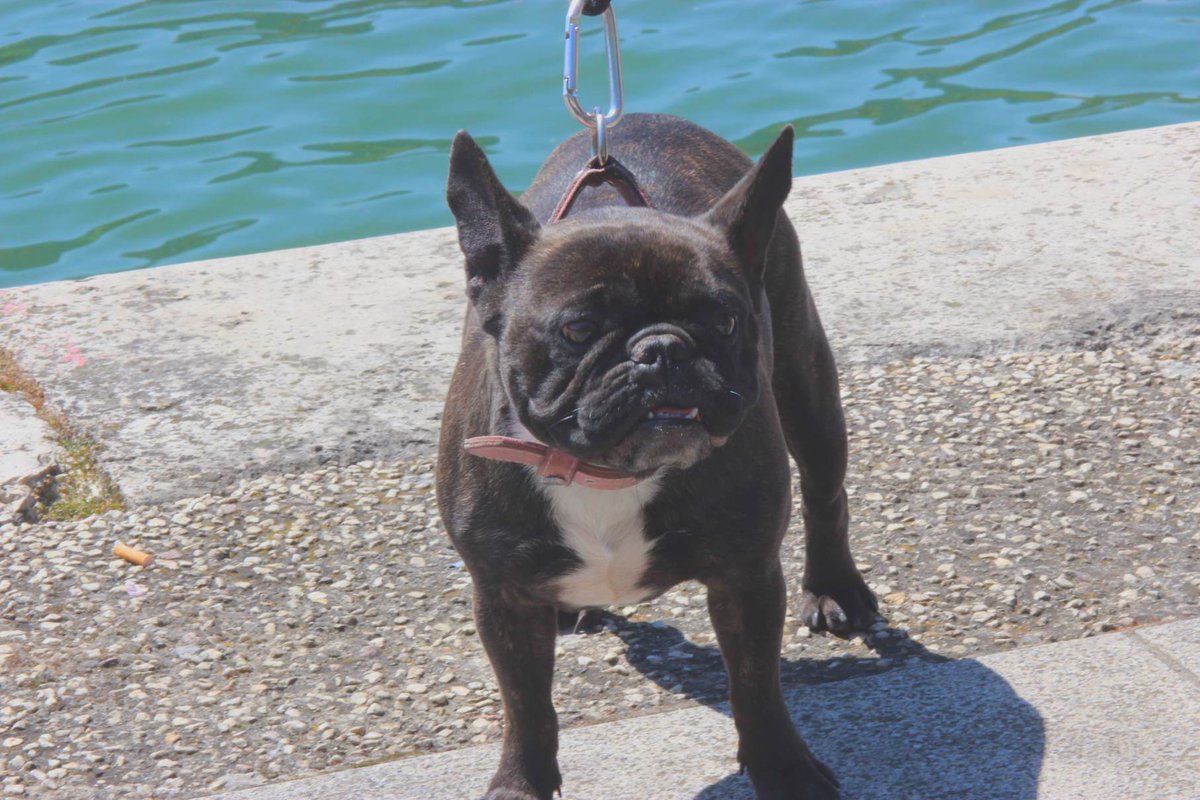 lebarapapa's tweet photo. client du jour #chienvenue https://t.co/iwsa0xEu34