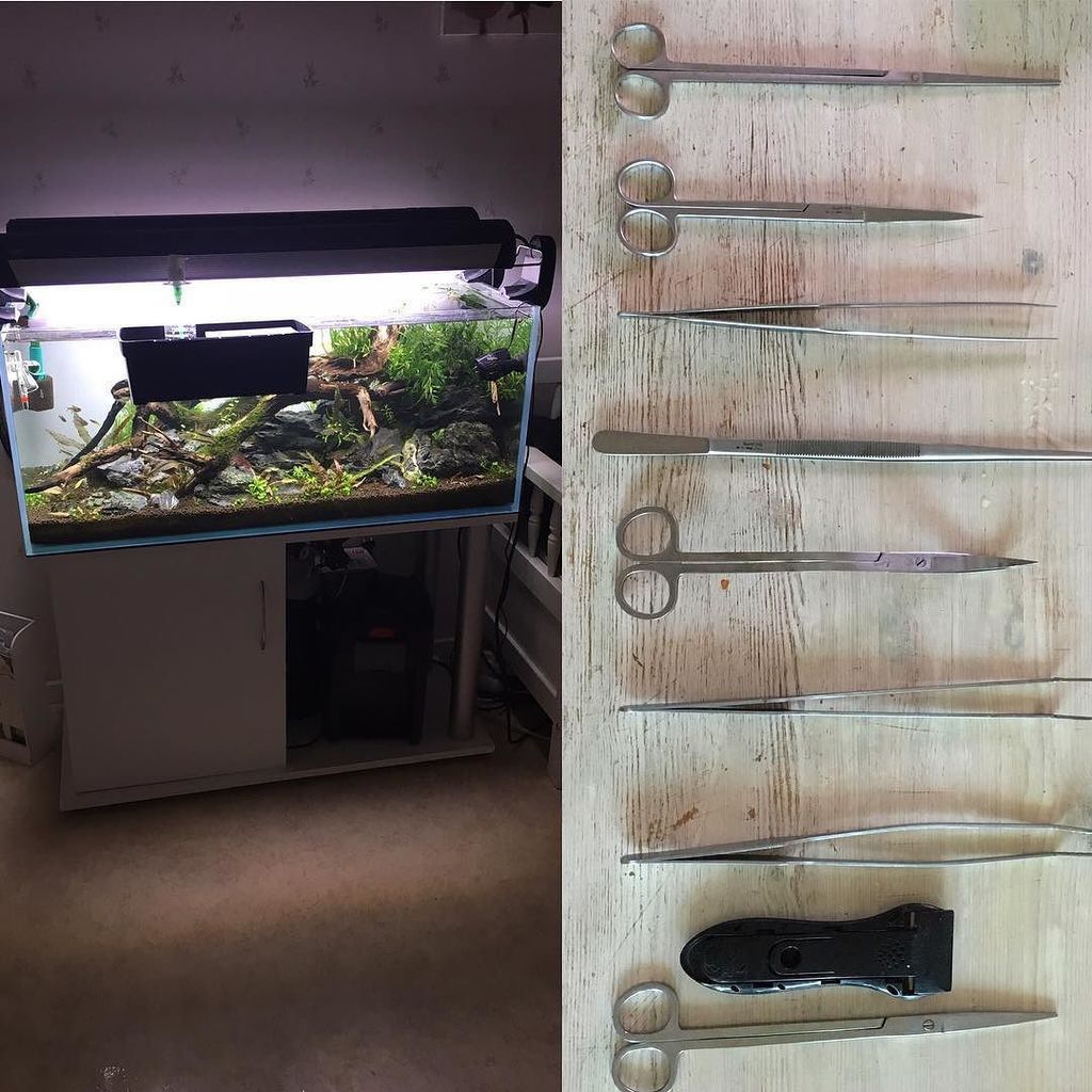 Akvaristan's tweet photo. #akvaristan #aquarium #akvaryum #aquarien #hobby #aquarium #natureaquarium #aquascape #eheim #plantedtank #planteda… https://t.co/ZfvkW5YTxE