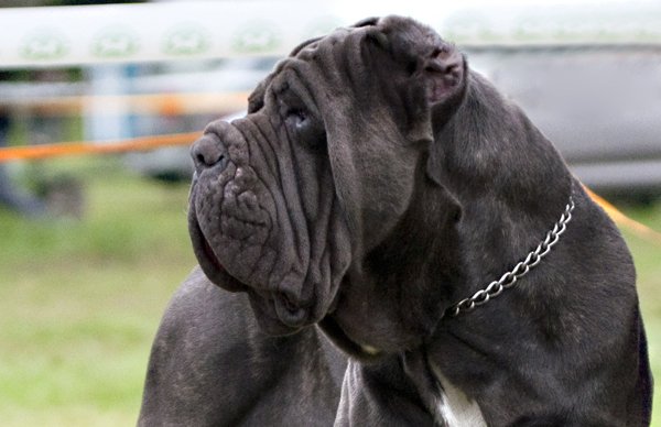 Verslaggever Ron Flens is als de dood voor honden. Durft hij deze te knuffelen? Luister: bit.ly/hondenhaten