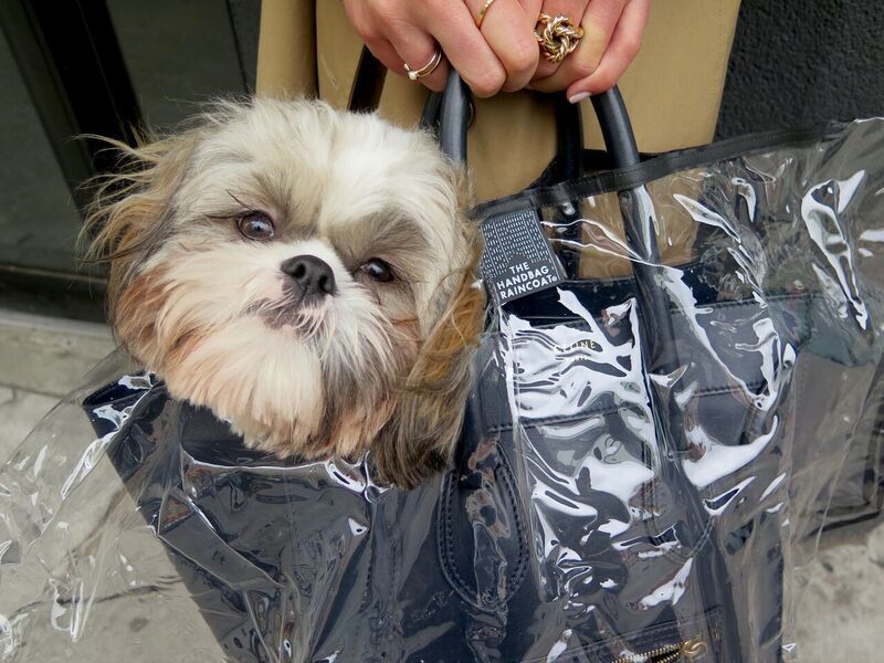 HandbagRaincoat's tweet photo. Norm takes on the weekend in his favorite #HBRC style, City Slicker. #OWNTHERAIN https://t.co/LkLs0l58gv