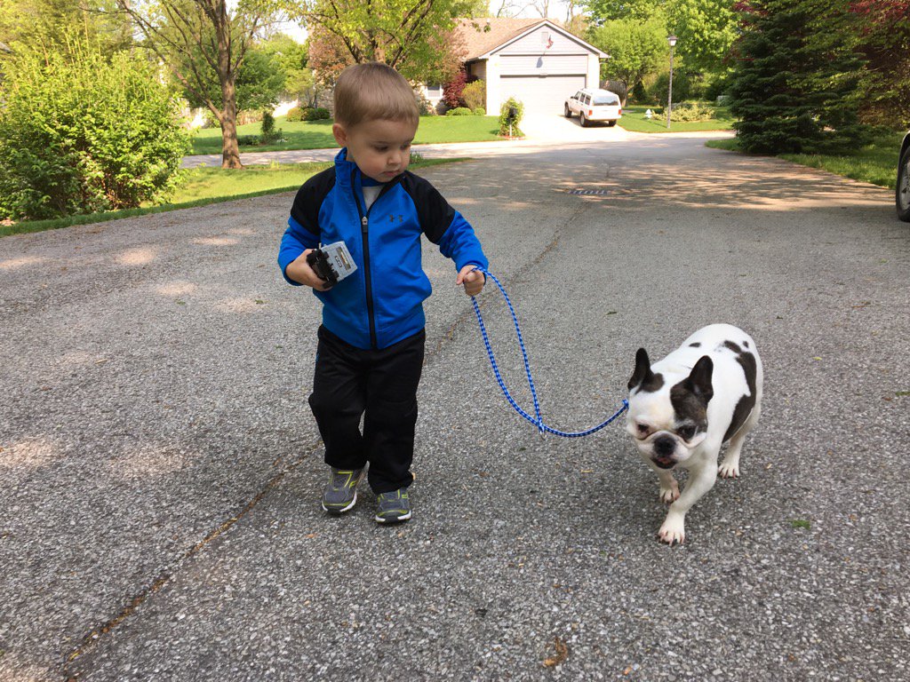 HugotheFrenchie's tweet image. What a beautiful day for a walk with my brother.