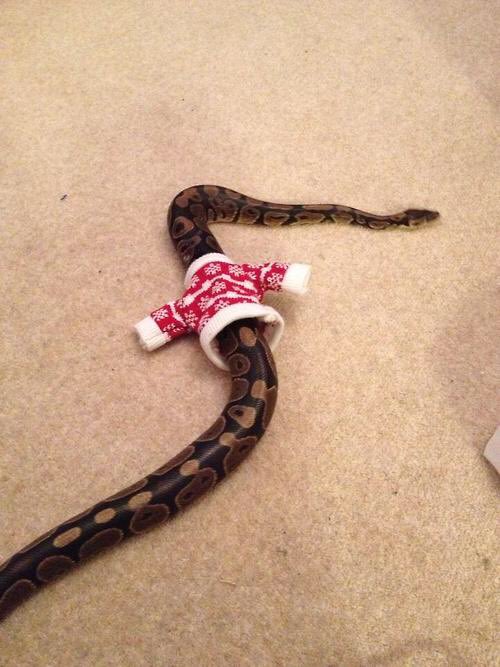 Cakes1todough1's tweet photo. Was googling "snakes with arms" and found this. It's not what I was looking for, but I'm not disappointed https://t.co/hdiWgsdG5g