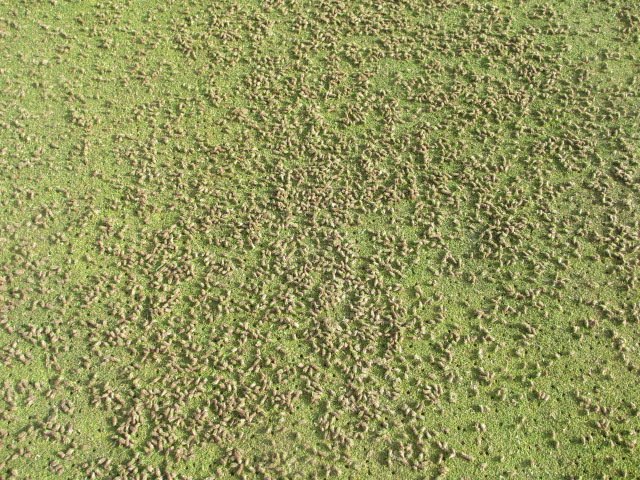 CMbalgownie's tweet photo. 8 Greens Dyna-Cored , Verti Cut, Pencil Spiked and Top dressed⛳☀️#nairndunbargolflinks #thatchcontrol #firmandtrue https://t.co/2JpTcakchL