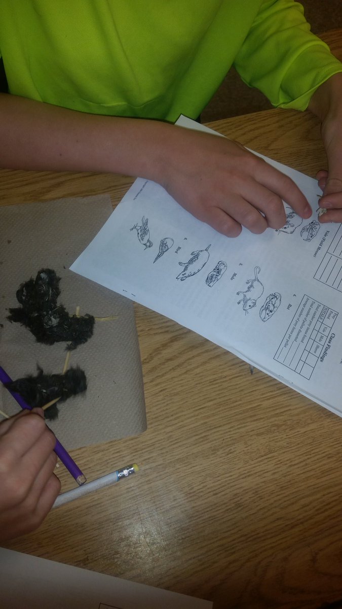 erdelyr's tweet photo. Students dissecting owl pellets virtually and physically,  analyzing food chains #crftmeadowsAACPS #AACPSawesome https://t.co/pKSfjzX2vW
