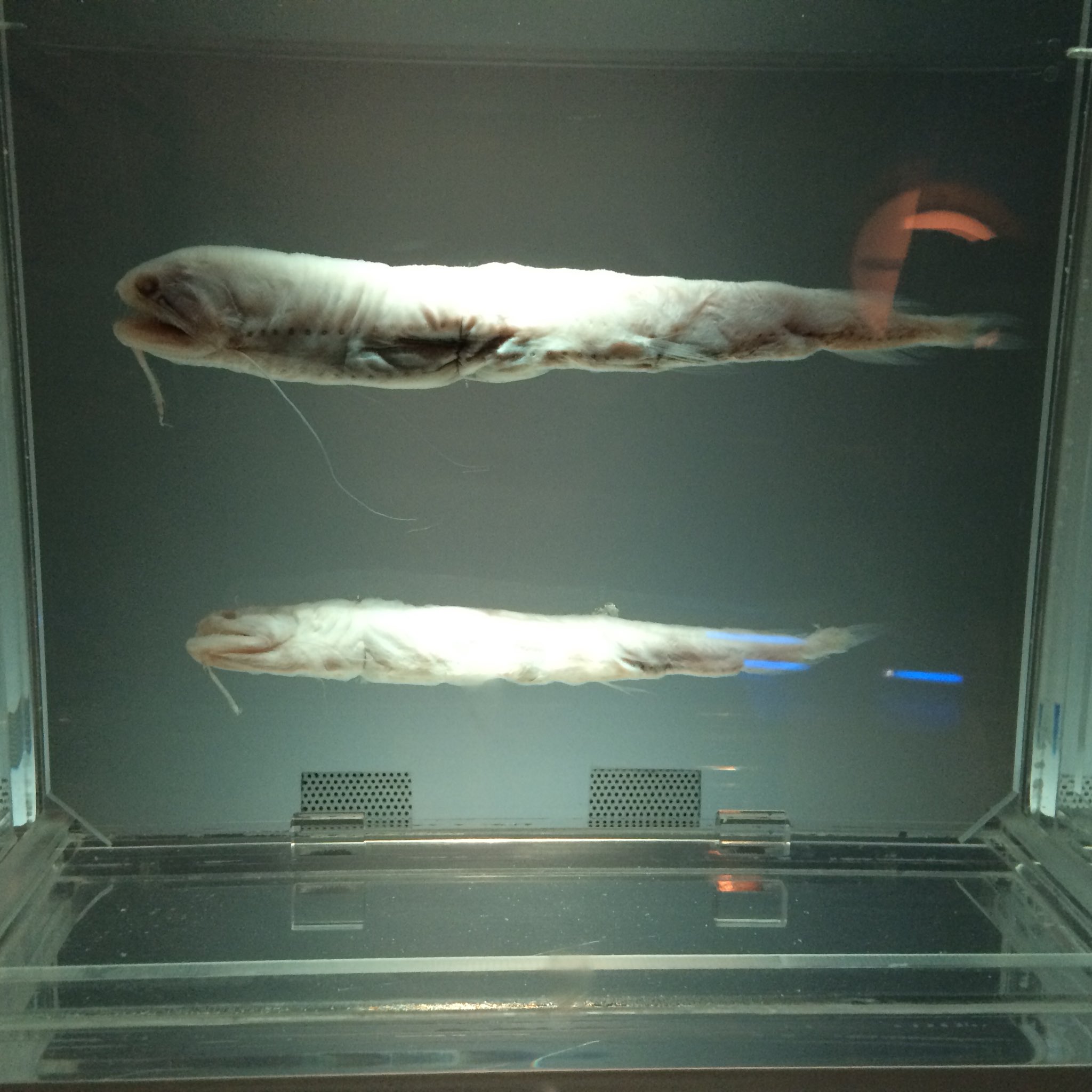 くろだまさし 名古屋港水族館は深海魚ホルマリン漬け展示も沢山あって熱い ビワアンコウとかシギウナギとかムラサキホシエソとか T Co Smwat4xjj8 Twitter