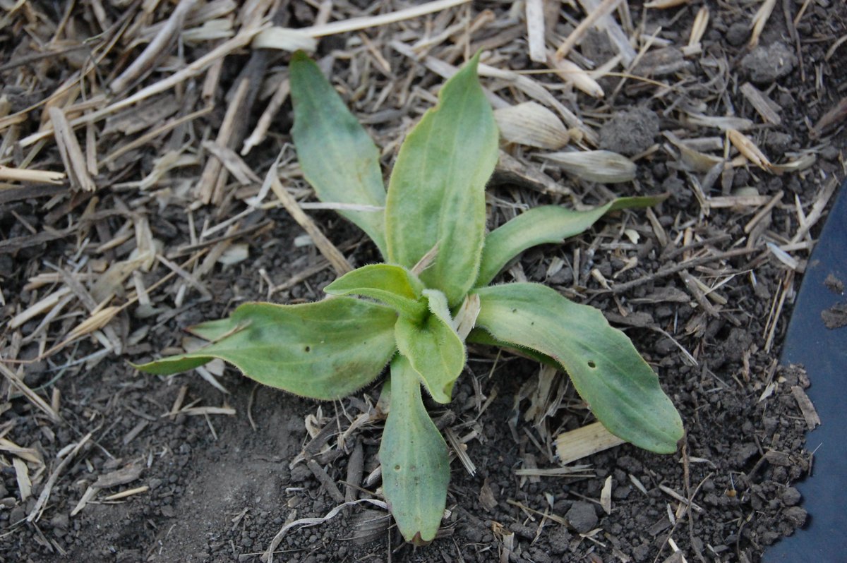 JDougFehr's tweet photo. Why white cockle so difficult? May 5 & look at root system. #ExpressPro or #Travallas good options #westcdnag https://t.co/LiYbdwjWY1