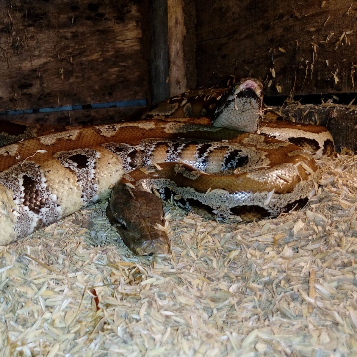 wangsagara's tweet photo. Breeding project, next year. https://t.co/oIpi1RSzFk