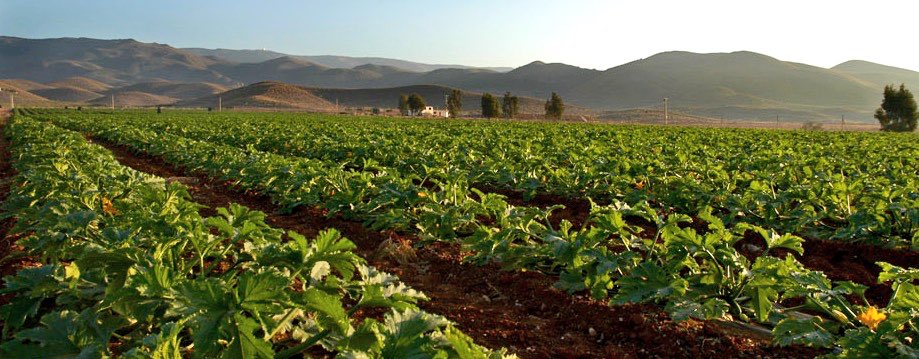 GrupoCaparros's tweet photo. Nuestras tierras de cultivo, se encuentran en la provincia europea que más horas de luz solar tiene al año #Almería https://t.co/02OyWmOfoQ