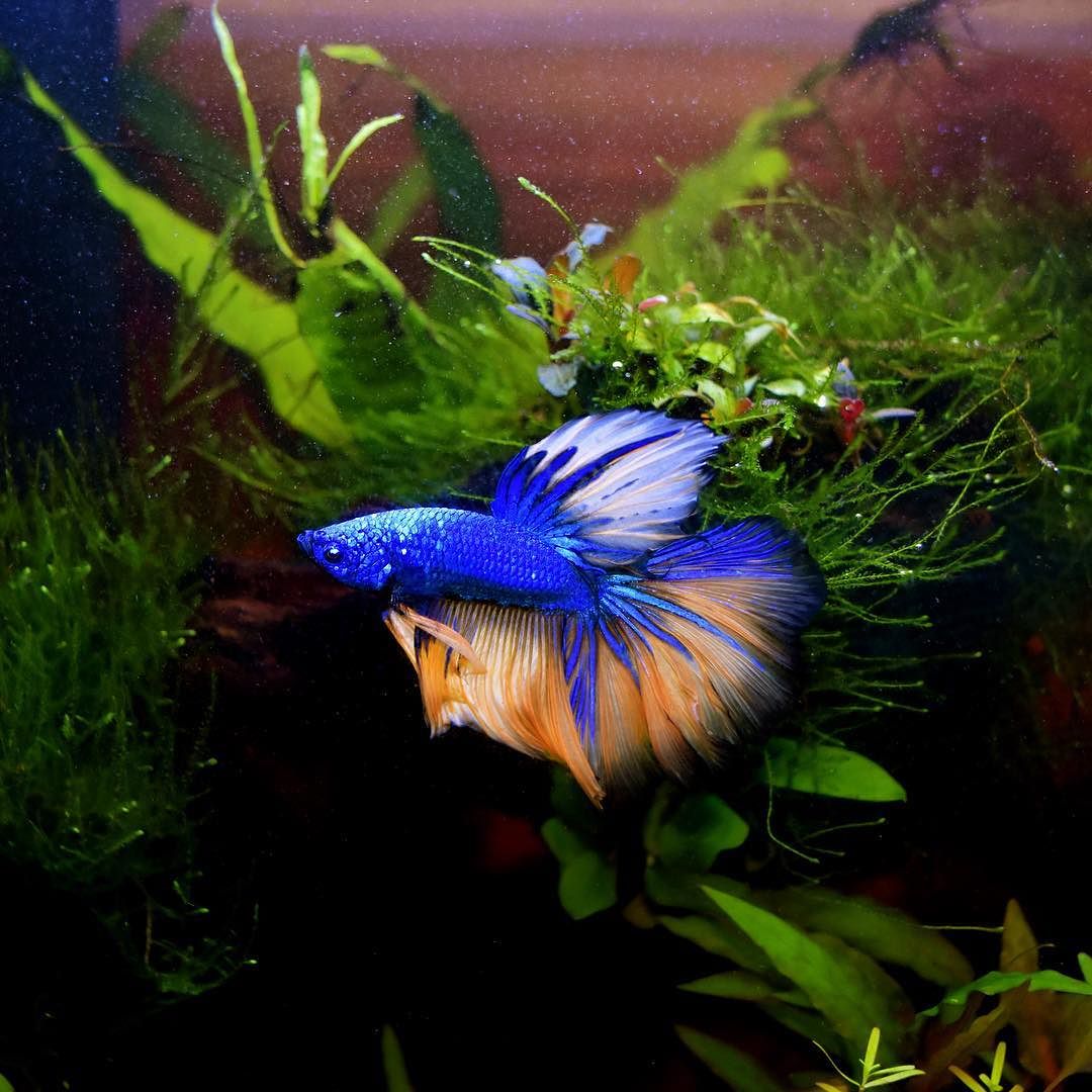 Pysgod_'s tweet photo. Foto de @motherofsharks en Instagram - Water change for Romeo #plantedtank #plantedtanksofinstagram #aquarium #plan⦠https://t.co/RyNoy3ejYz