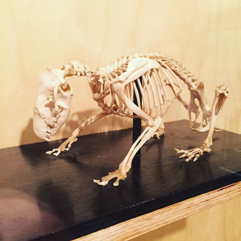 derbymuseums's tweet photo. Can you guess what this super specimen is? @DMNature #DMNature #noticenature https://t.co/YJkrDJwUEg https://t.co/RLUCdlzSpO