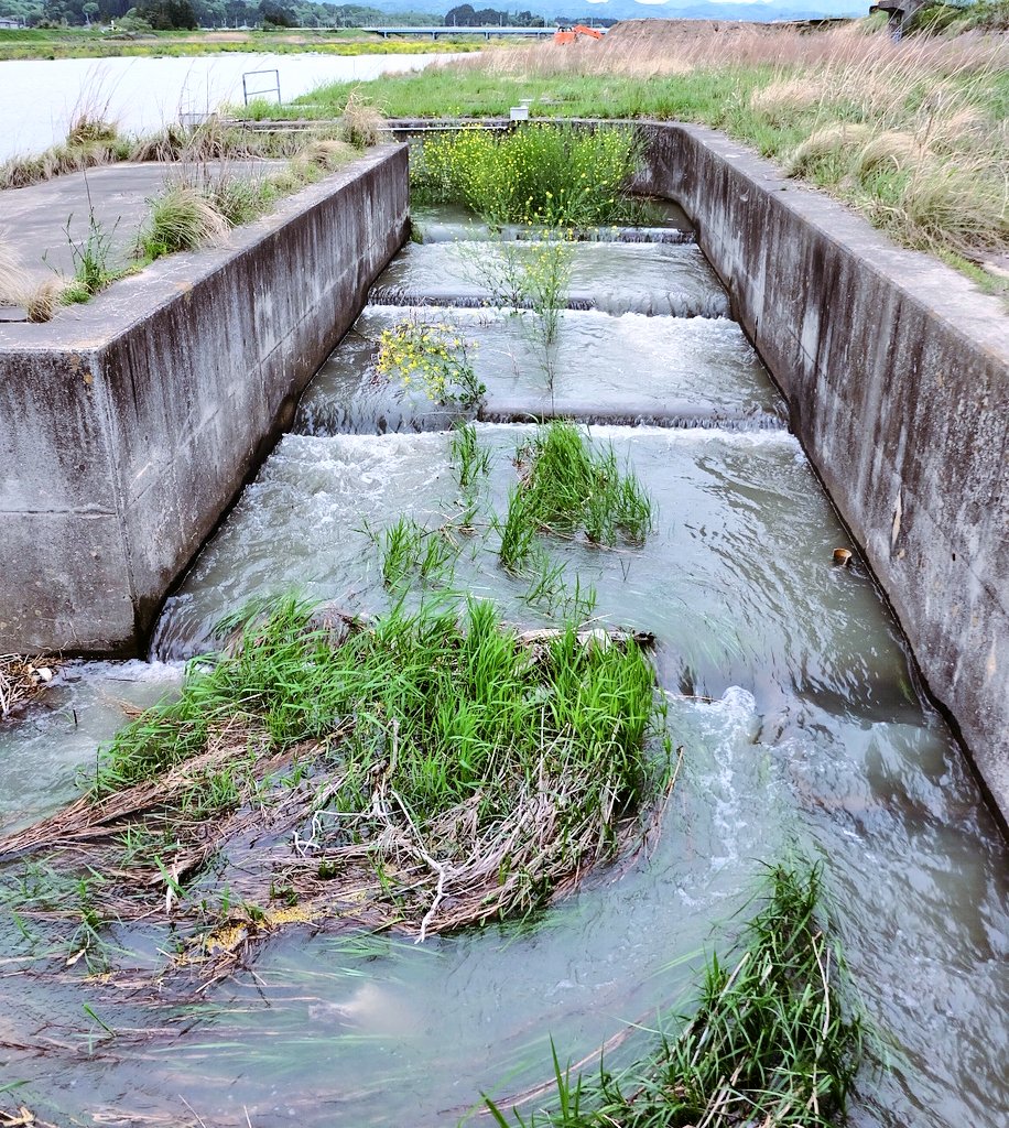 sakabox's tweet photo. __夕暮れの真野川__
5/6
突然バシャッ❗サクラマス?‼
水路にいっぺの水
半水中花
#南相馬市鹿島区 #photography #river
#torout #water #flowers https://t.co/C2um1zKbyv