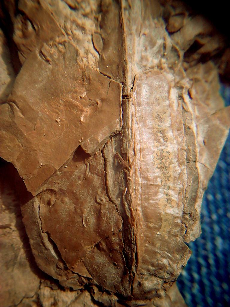 efossil tweet picture