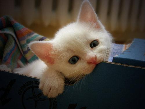 Animals_Feed's tweet photo. Om nom nom. https://t.co/d22mvPRXtS