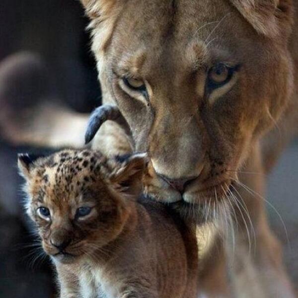 Mother lion with her cub&amp;  Adorable!!