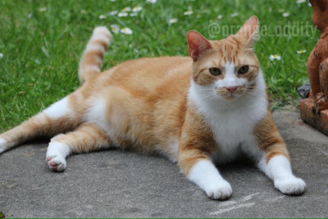 orange_oddity's tweet photo. Happy #jellybellyfriday pals! My belly is having a rest on my leg in this photo.😸🐾 https://t.co/xnIfFto2sU