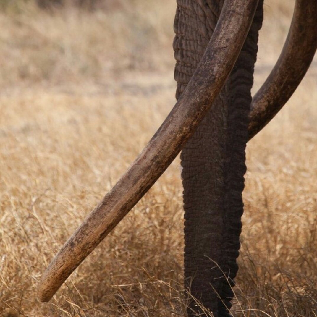kandiebernard's tweet photo. "@kwskenya: The mighty Tuskers of Chyulu! #WorthMoreAlilve https://t.co/3s0pNjjQT6"@biglifeafrica