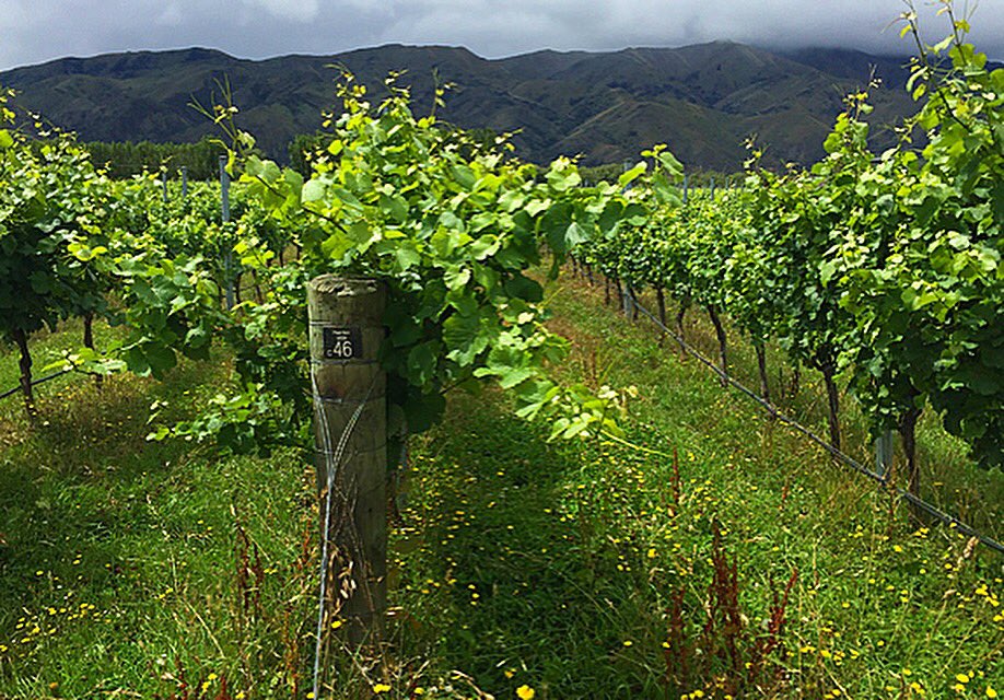 Happy #SauvBlanc Day. A  look at our top Sauvignon Blanc tasted at GOW over the past year

bit.ly/1NlKH0M