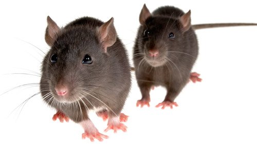 Did You Know On Twitter Newborn Rats Can Survive Underwater For 40 Minutes