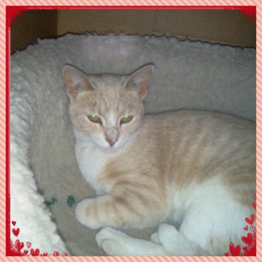 FancytheCat1's tweet photo. Cute new border for my profile pic! https://t.co/AYcKMhLjA2