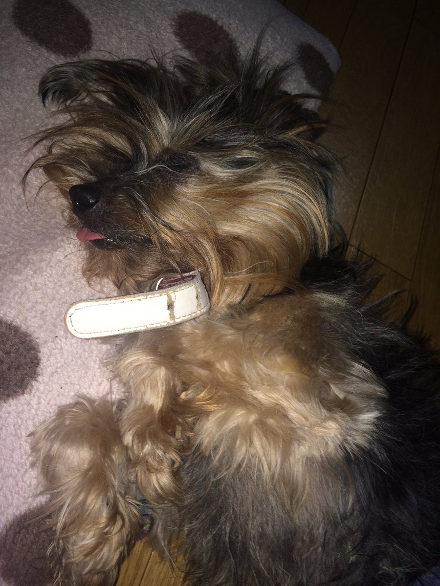 SOS_Chihiro's tweet image. 仕事帰りで疲れて勉強してる時に好物のバナナジュースを作ってくれる弟に感謝！！お姉ちゃんは嬉しいよ😭よし！今から輸血の勉強だ！もう1人の弟は爆睡🐶zzz