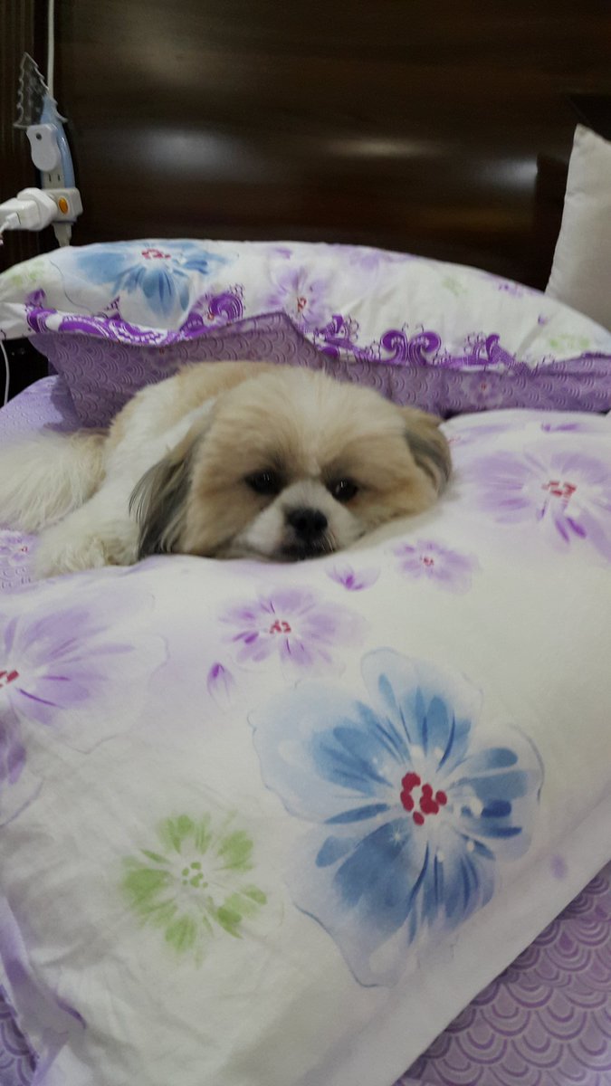 bethboulle's tweet photo. Meet my Love, Gucci my boy. https://t.co/Jx6kV1WwnS