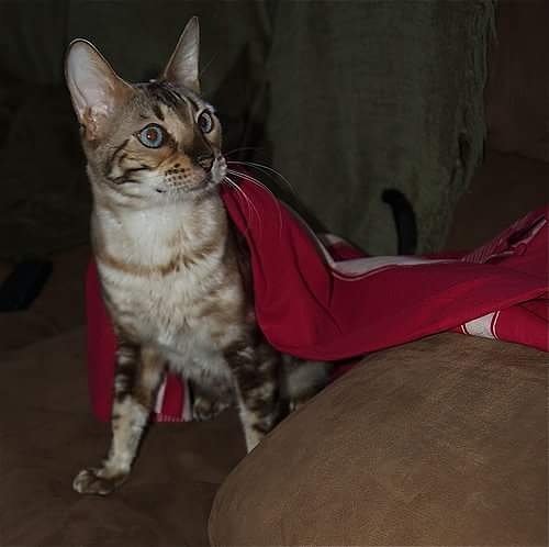 OJeniferAnn's tweet photo. Beans turns 10 today! Happy Birthday to my baby 😸 https://t.co/wH6lCzlrzf