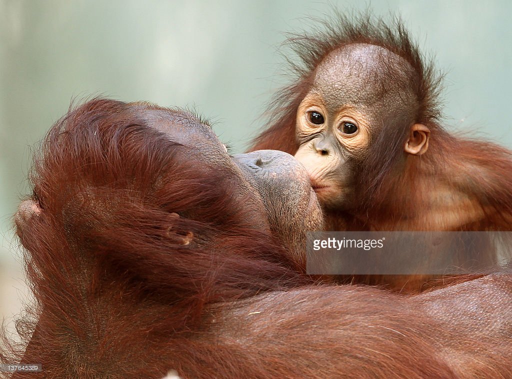 GettyImages's tweet photo. Displays of motherly love across the animal kingdom: https://t.co/R0JzAhLRq7 https://t.co/9MbBR3Fa6y