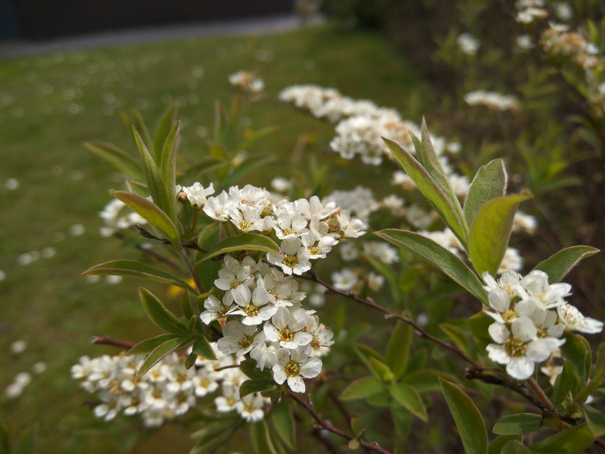 SobatHAPE's tweet image. HDR vs No HDR
Mana yg sobat lebih suka?

#RedmiNote3Pro