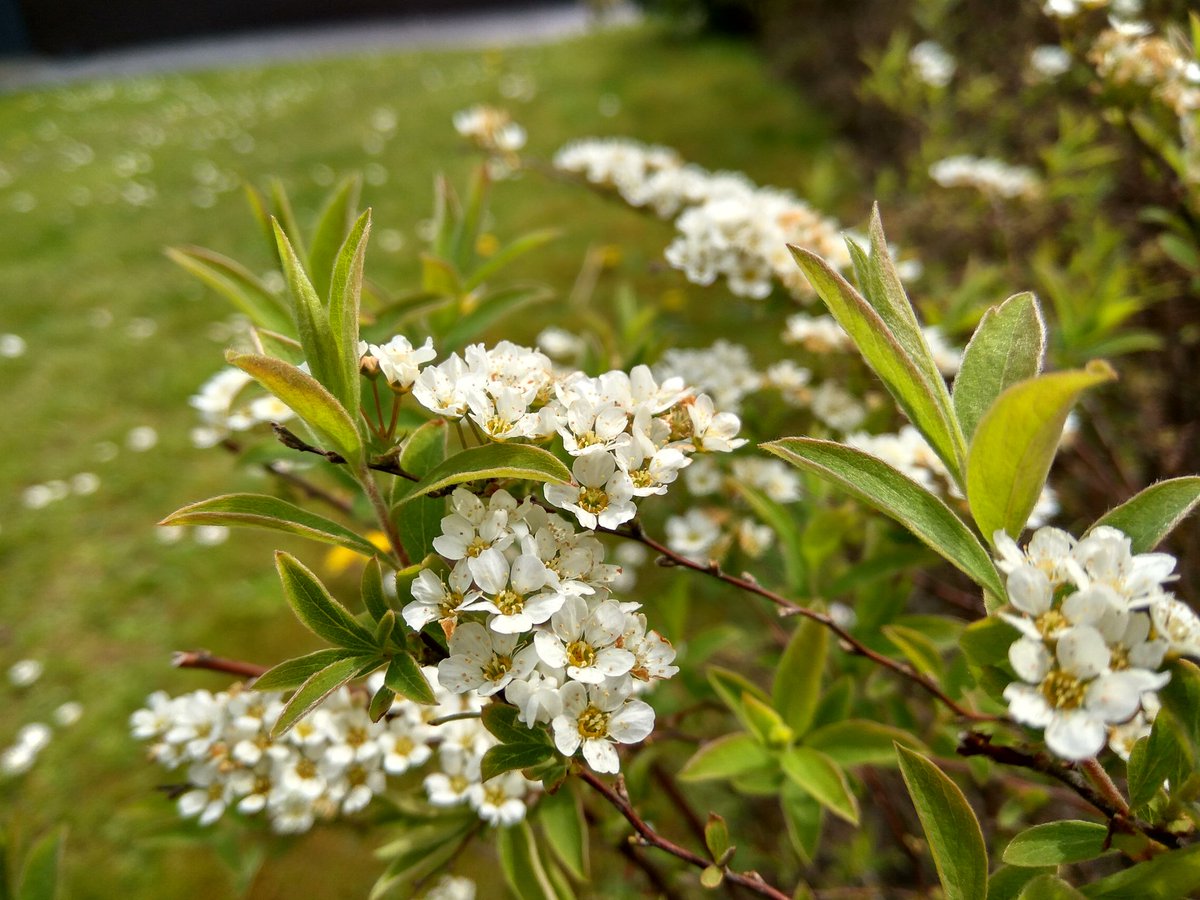 SobatHAPE's tweet image. HDR vs No HDR
Mana yg sobat lebih suka?

#RedmiNote3Pro