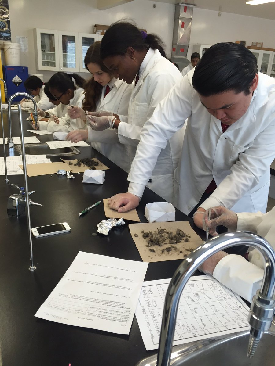 MsMBoulouTCPHS's tweet photo. Grade 9s hard at work dissecting their owl pellets! @TCPHSUpdates #risktakers https://t.co/C6cKiGeQrN