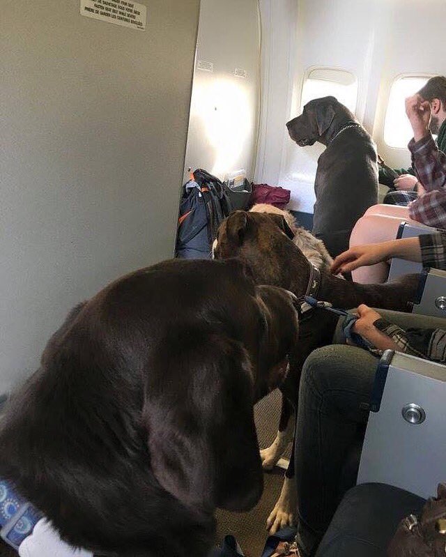 ❤️ to <a href="/WestJet/">WestJet</a> for recognizing that the pets of #FortMacFire victims are family too.📸 <a href="/LeashSavingLive/">Leash Saving Lives</a> #ymm