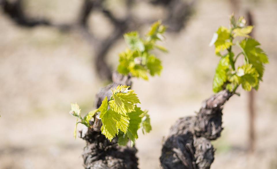 Le soleil profite aux vignes, dont les premières feuilles grandissent au fur et à mesure chez <a href="/GBvins/">gavin (logout)</a> #TastePaysdOc