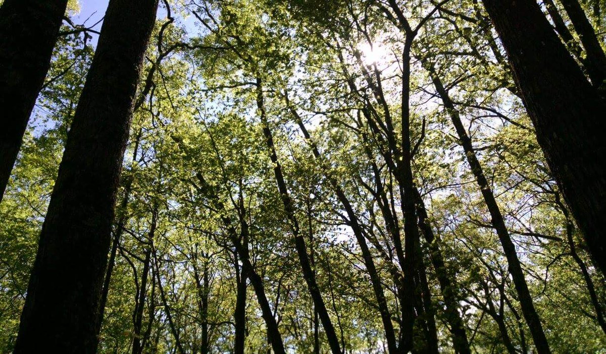 Bear Den Mountain Resort (@BearDenCamping) / Posts / X