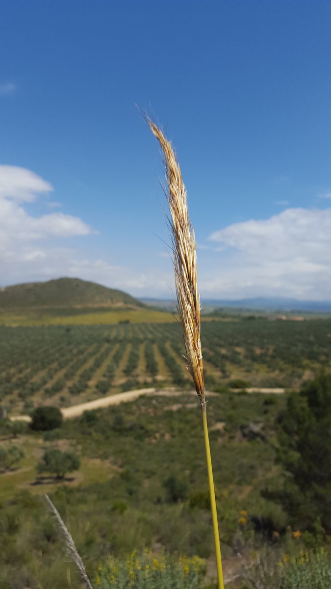 BonaVivant's tweet photo. Hoy he aprendido latín con @FincalaTorre (Bobadilla,Málaga). Biodinámica y mucha seriedad en sus aceites #MLG2016 https://t.co/IfqNLNHLhx