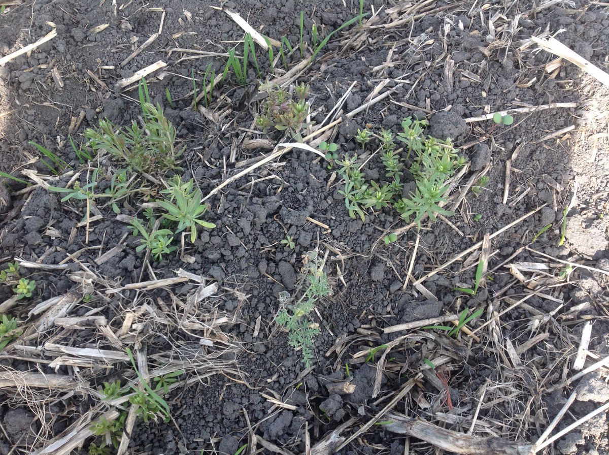 KGenik's tweet photo. Big #cleavers #flixweed? Pic1: untreated, Pic2: 1/2L glyphosate, Pic3: New DowAgro research demo. #preseed 15 DAA https://t.co/iG3vLt0bDd