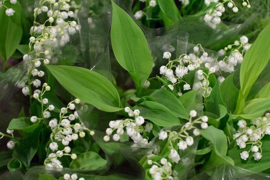 It's currently Lily of the Valley (Convallaria majalis) season! So do make the most of it, as a cut flower or plant.