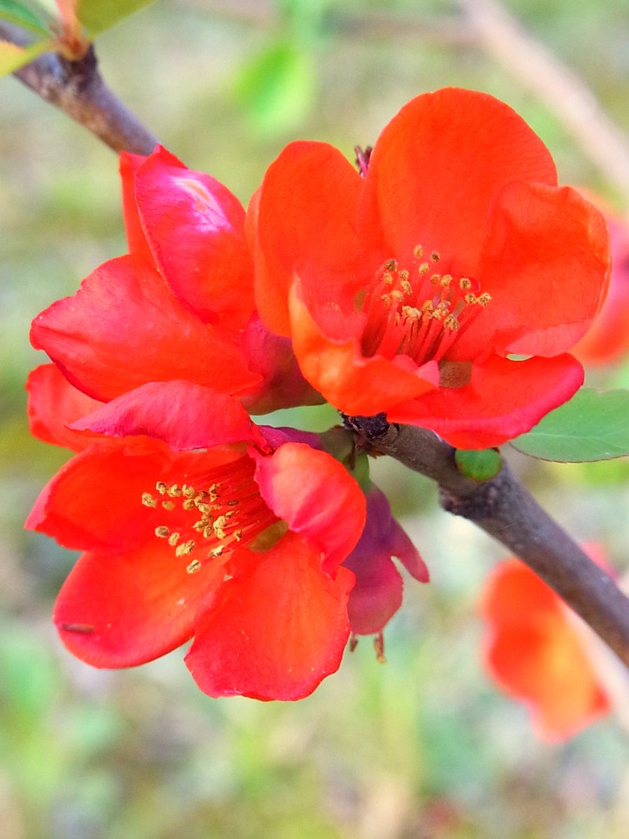 ゆうこ Twitter ನಲ ಲ 木瓜 庭木や生け垣 盆栽などで親しまれている中国原産の落葉低木 梅に似た形の朱色の花を咲かせるが 園芸品種には白やピンク 朱色と白のまだらといった花もある 花 ボケ