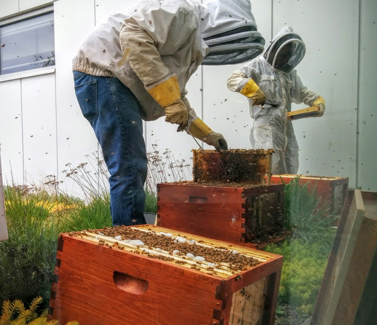 harvard_sustain's tweet photo. .@HarvardHBS #HbeeS are thriving. Learn more about their home on 'Harvard's Greenest Roof' https://t.co/q1B4ojKaYK https://t.co/51ZK6m4Wyk
