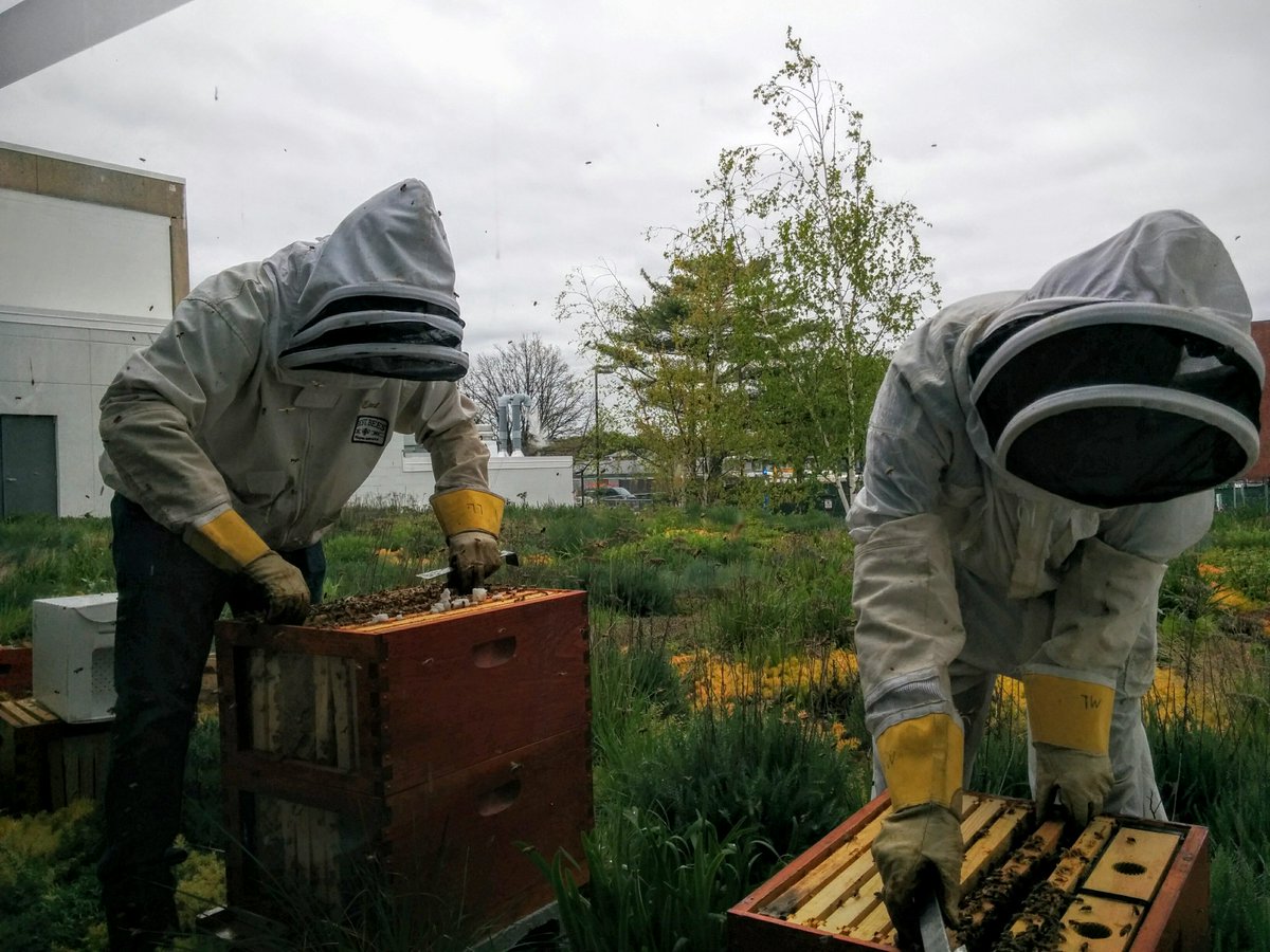 harvard_sustain's tweet photo. .@HarvardHBS #HbeeS are thriving. Learn more about their home on 'Harvard's Greenest Roof' https://t.co/q1B4ojKaYK https://t.co/51ZK6m4Wyk