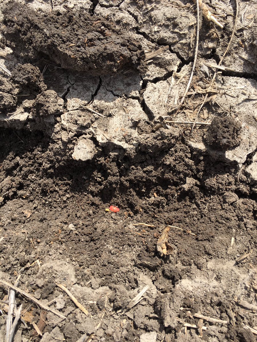 AndrewVrbka's tweet photo. This plant is going to need a little help emerging @NorderSupply #crusting #sidewallcompaction https://t.co/Hz3cEAul2u