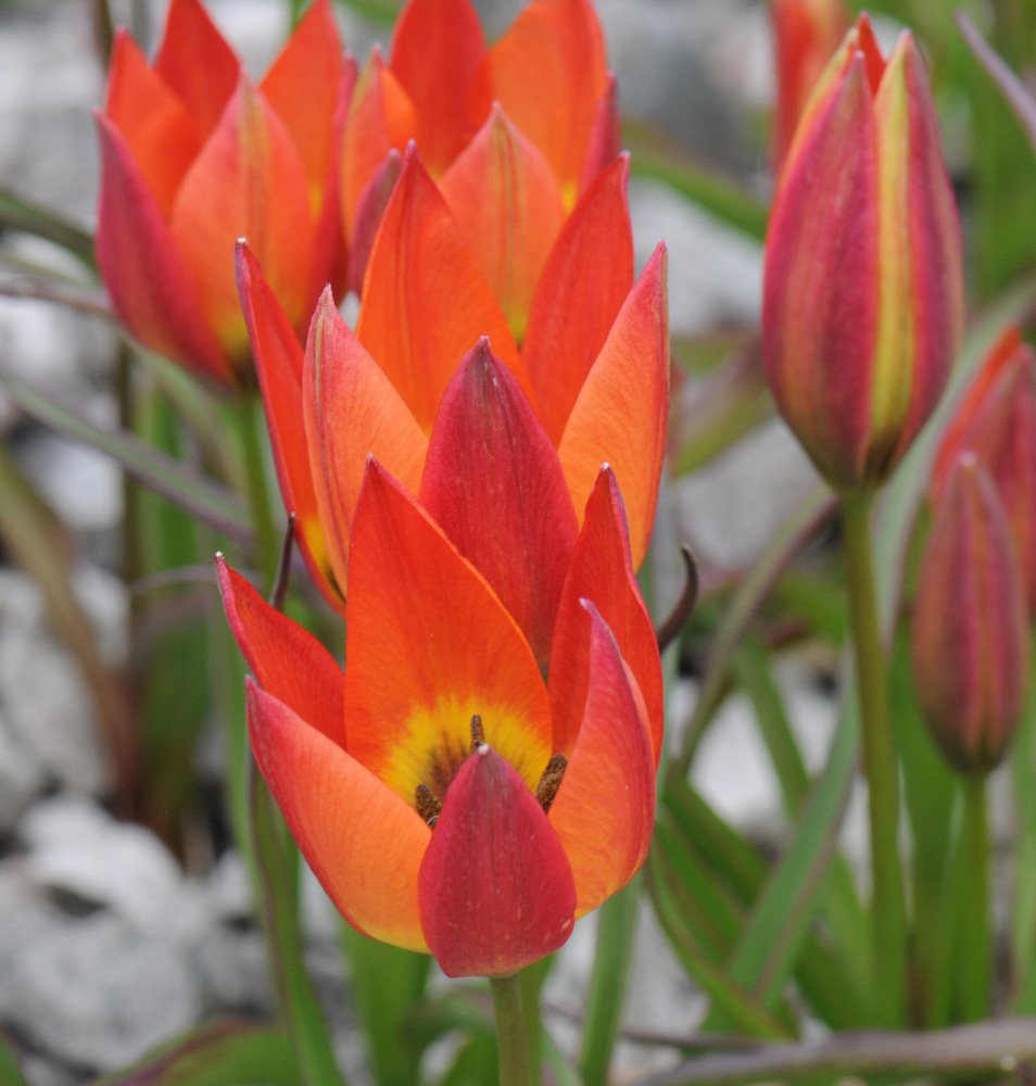 HolehirdGardens's tweet photo. Come &amp; see a host of species tulips in the Alpine bed @Windermereapp #NotJustLakes @lakesgems @CumbriaNGS @golakes https://t.co/qGTFmkRlft