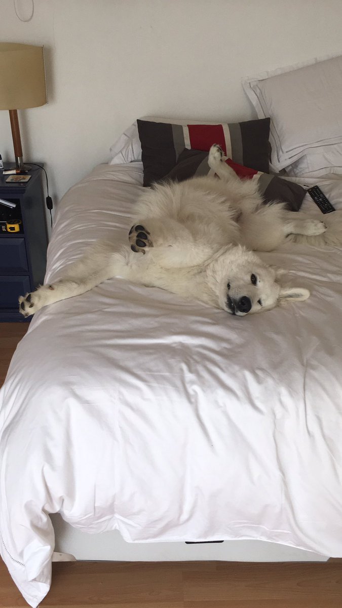 RagnarTheDog's tweet photo. Yep. That's me. Nope. I didn't pose, that's how I usually sleep #FridayFeeling #RestInLove #dogsoftwitter https://t.co/iskxMFM7NZ