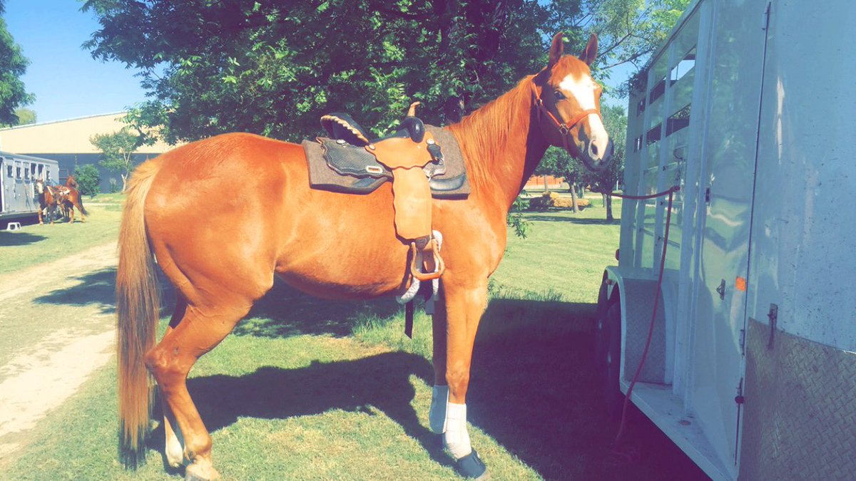TFlo41's tweet photo. My big 3 year old gelding looking good!! To bad he bucked me off yesterday & now my leg is all messed up! #17Hands https://t.co/UyxZgUrWwS