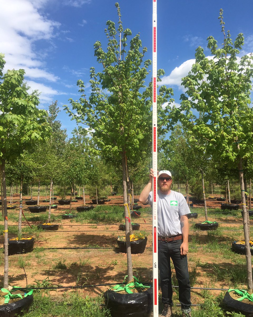 Dftrees's tweet image. Acer rubrum 'October Glory' 2.5" and 3" in quantity now available at #dftrees Check us out dftrees.com