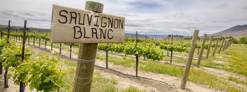 Today is #SauvignonBlancDay raise your glass of your fav #SauvBlanc &amp; enjoy this gorgeous Friday! #TGIF #FF #LCBO