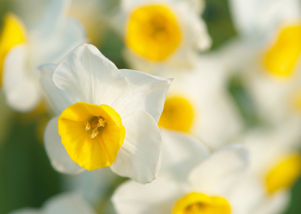 What flowers are your favorite this time of year? hubs.ly/H02V8LT0 #FlowerFriday