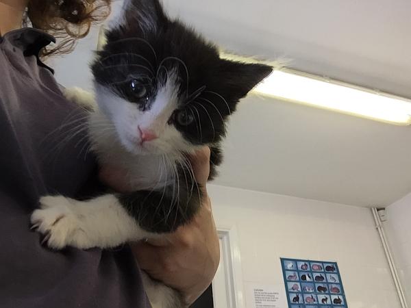 RspcaSouthall's tweet photo. Mr Mittens is the last of his litter, looking for his forever family https://t.co/G78oRAax93