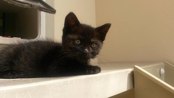 RspcaSouthall's tweet photo. Another #EastEnders kitten Shirley sunning herself. ready for reservation https://t.co/s2BhPGwFEn